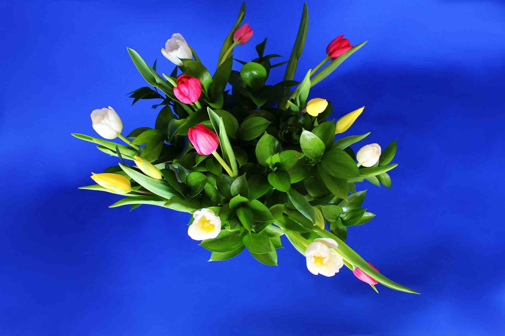 Adorno floral, tulipanes