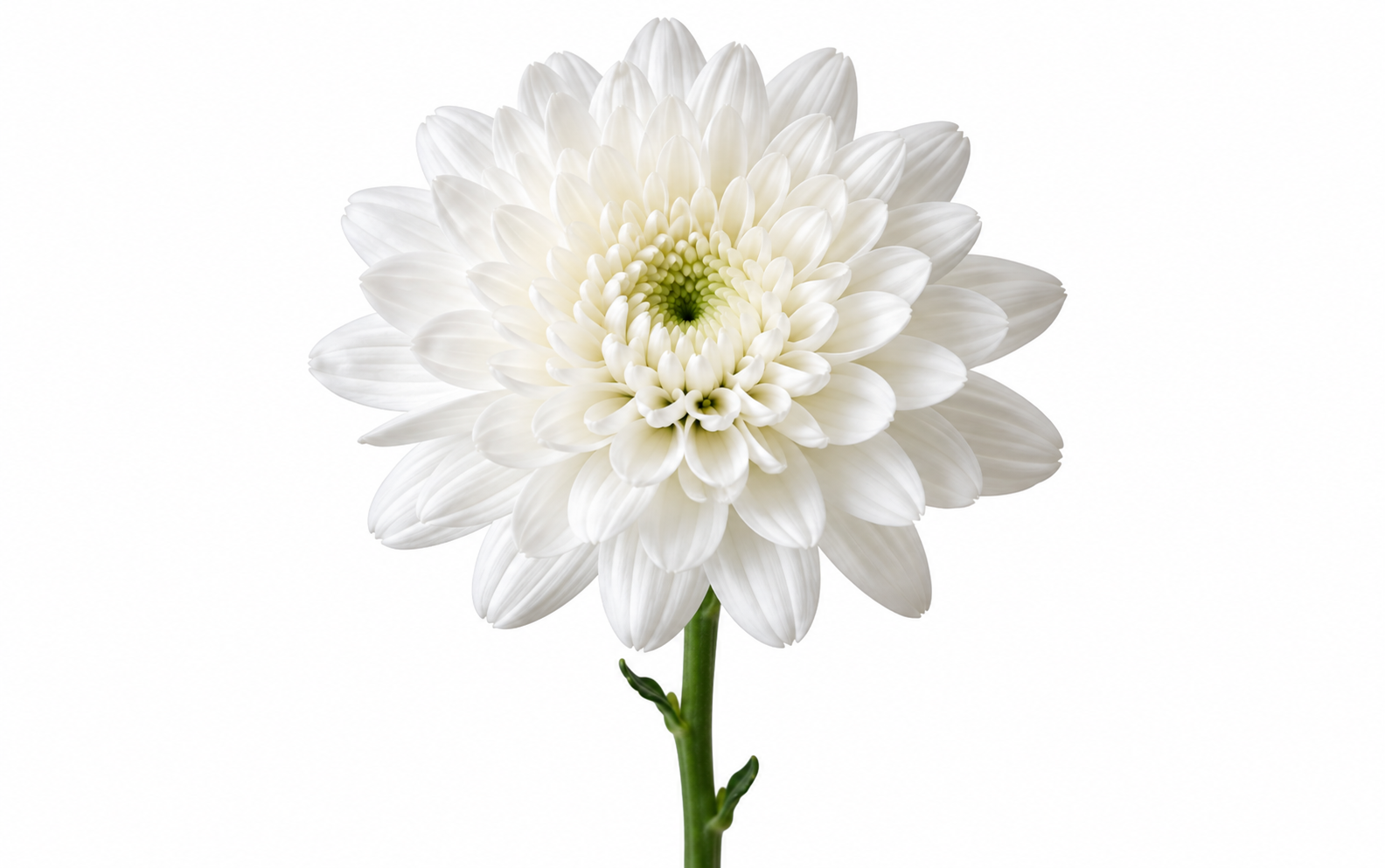 Argentina Blanca