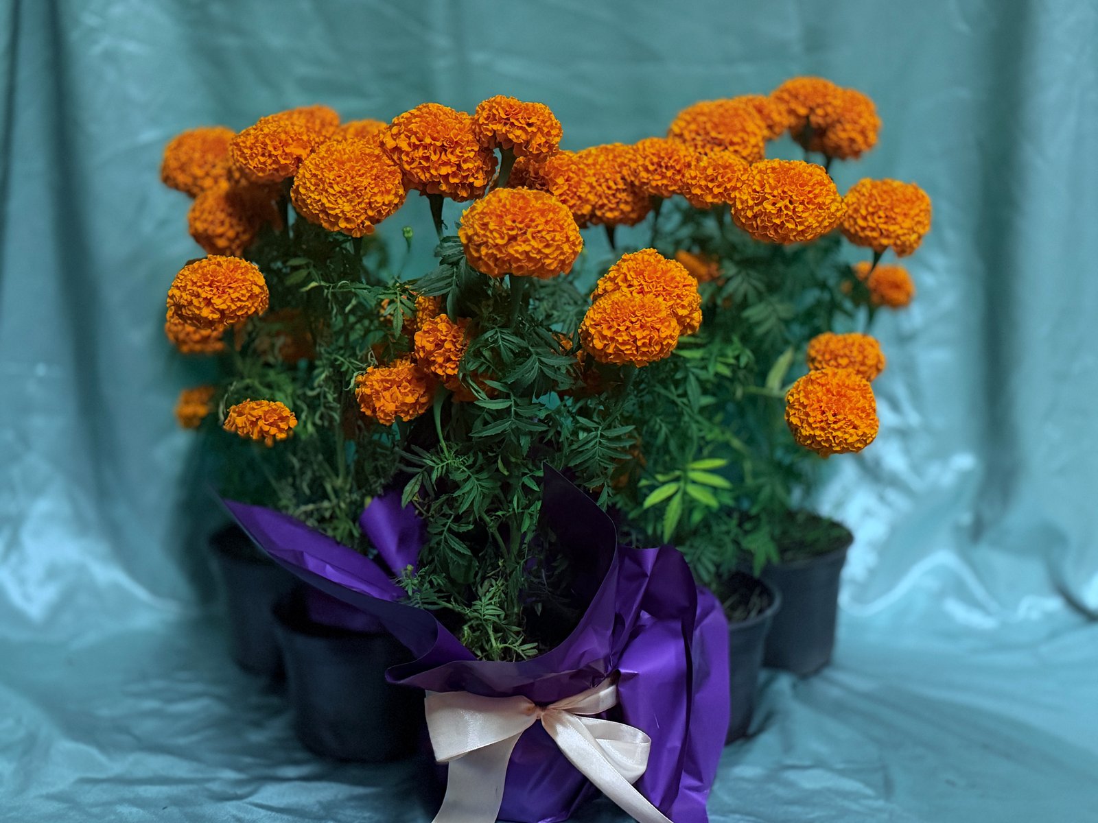 Cempasúchil  Decorada Mayoreo Compra Mínima