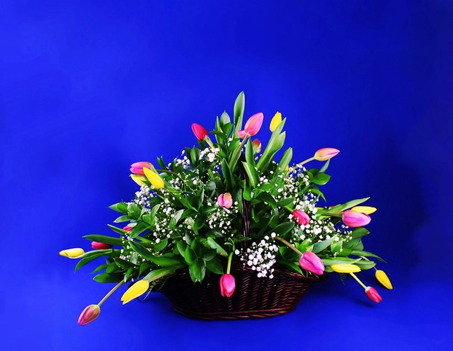 Canasta con 30 Tulipanes Multicolores y Gypsophilia