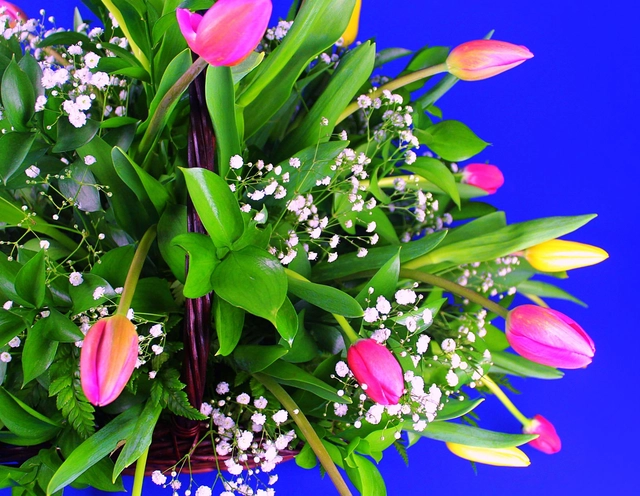 Canasta con 30 Tulipanes Multicolores y Gypsophilia