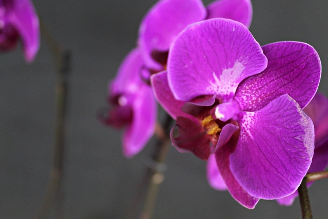 Orquídea Morada